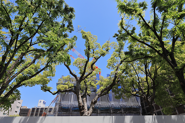 (仮称)横浜市旧市庁舎街区活用事業新築等工事