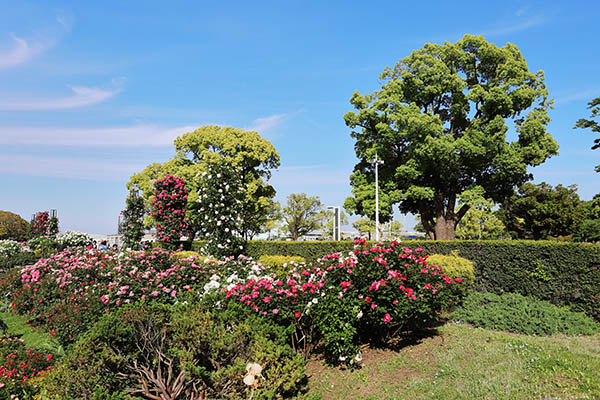 グランドメゾン山下公園