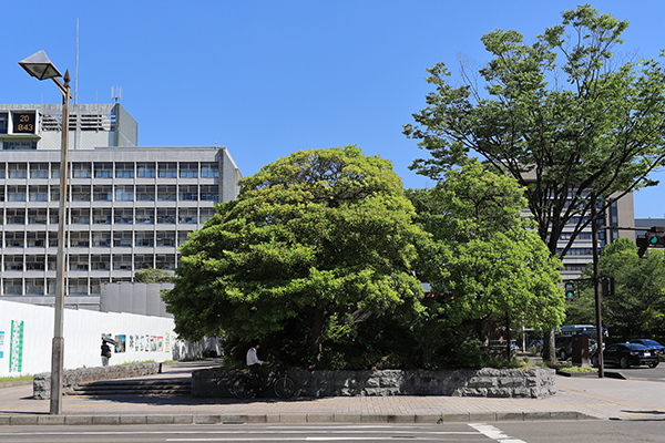 仙台市役所本庁舎建替